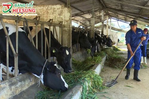 ngành chăn nuôi Việt Nam