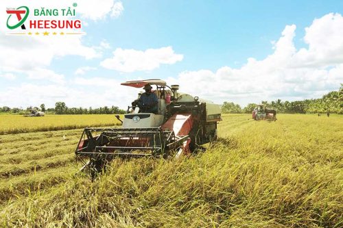 ngành xuất khẩu lúa gạo