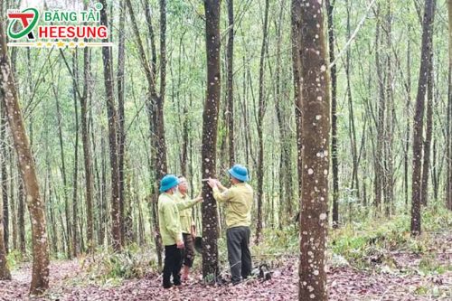 thách thức trồng rừng gỗ lớn