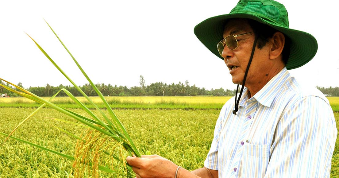 kỹ sư Hồ Quang Cua nghiên cứu ra gạo ST25