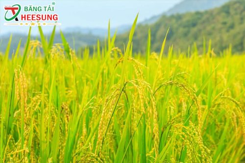 ngành lúa gạo Việt Nam