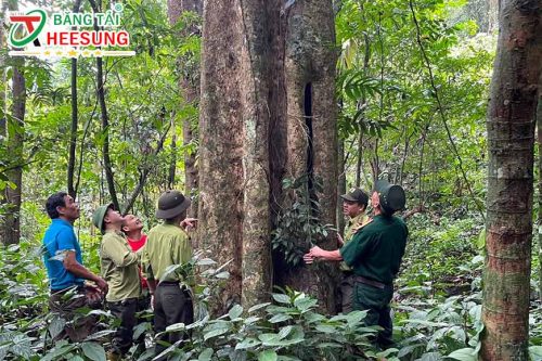 phát triển rừng gỗ lớn