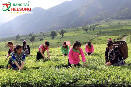 phát triển vùng nguyên liệu quế