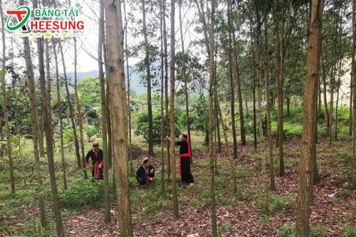 ngành lâm nghiệp Việt Nam