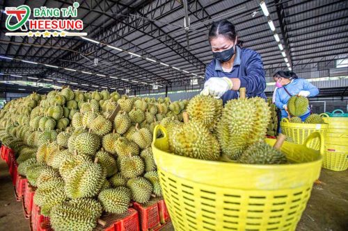 sầu riêng Việt Nam