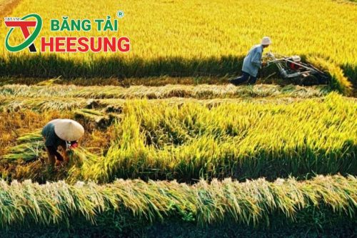 nguồn cung gạo của Việt Nam