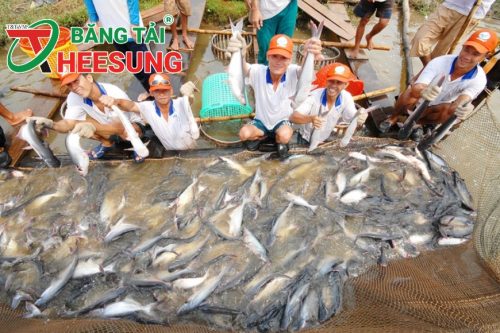 thuế chống bán phá giá cá tra, basa