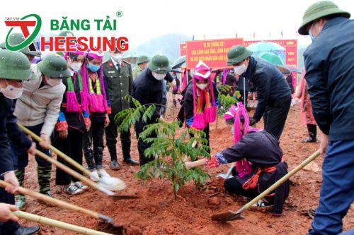 trồng rừng gỗ lớn