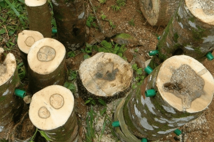 sự hình thành của gỗ kỳ nam