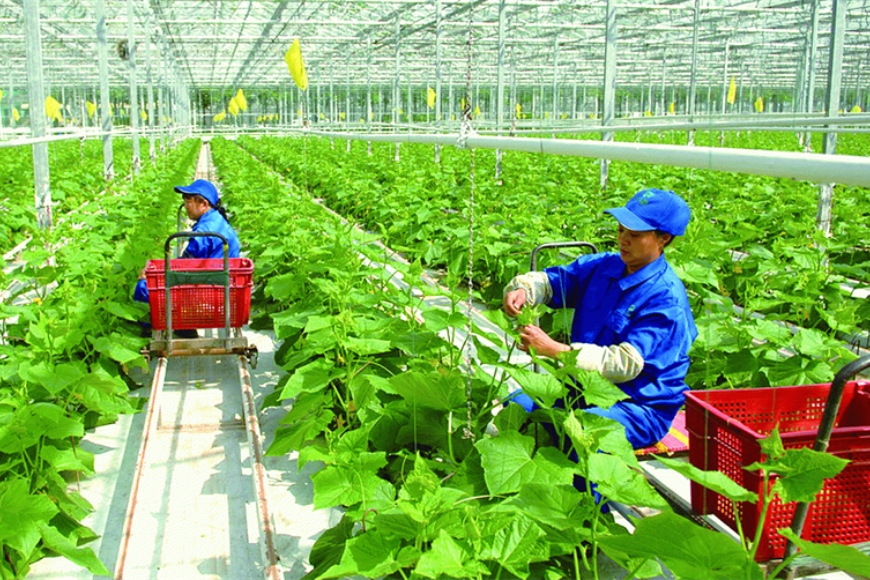 phát triển kinh tế tập thể
