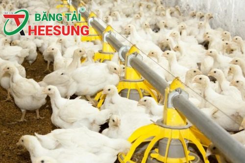 chăn nuôi bền vững