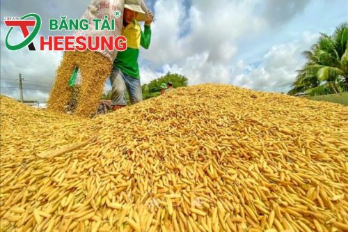 liên kết chuỗi sản xuất lúa gạo