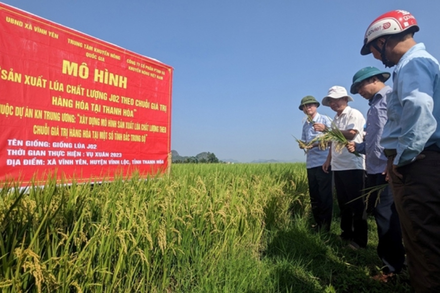 xuất khẩu gạo ở Thanh Hóa