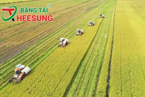 lúa gạo chất lượng cao