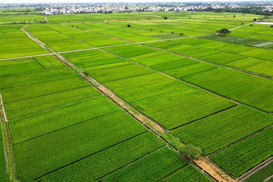 sản xuất lúa gạo