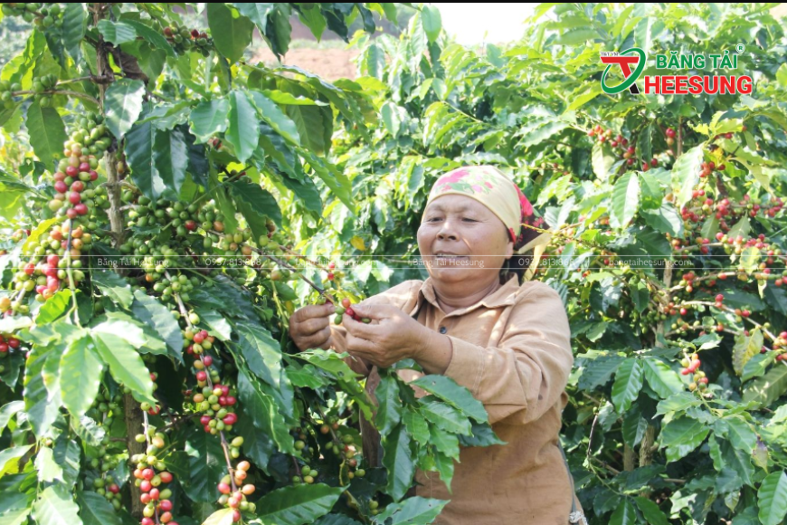 nông sản Sơn La